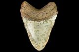 Fossil Megalodon Tooth - North Carolina #124641-2